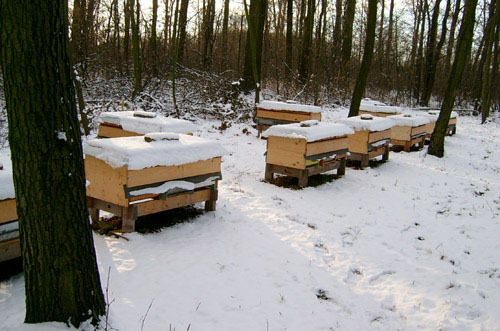 01_Bienenstand_Winter2