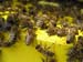 05_Bienen_am_Flugloch3