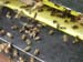 06_Bienen_am_Flugloch6