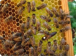 Bienenvolk