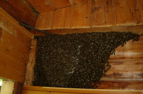 01_Bienenvolk_in_Hauswand