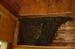 01_Bienenvolk_in_Hauswand
