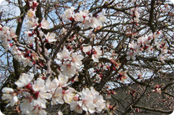 Blüten