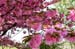 04_Blumen