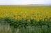 06_Sonnenblumen