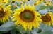 06_Sonnenblumen2