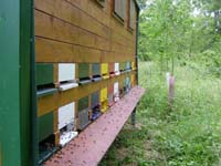 Bienen fliegen