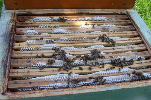 Bienenvolk