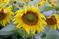 Sonnenblume