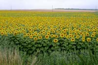 Sonnenblume