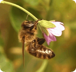 Biene auf blume