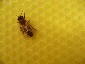 Bienenwachs